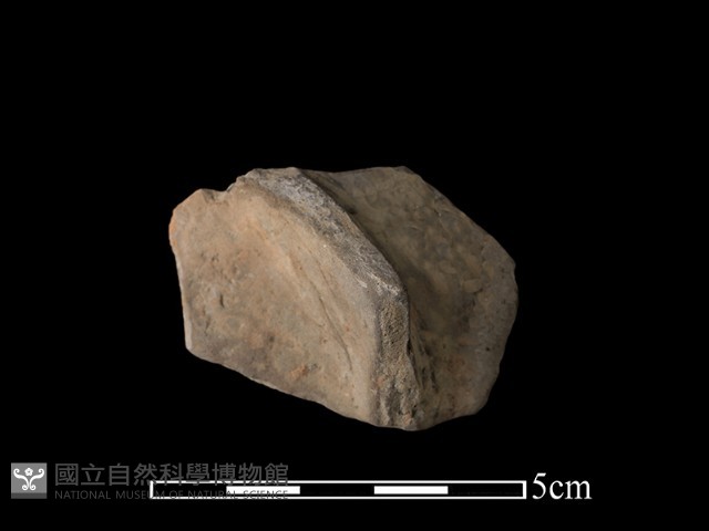 豆形器藏品圖，第2張