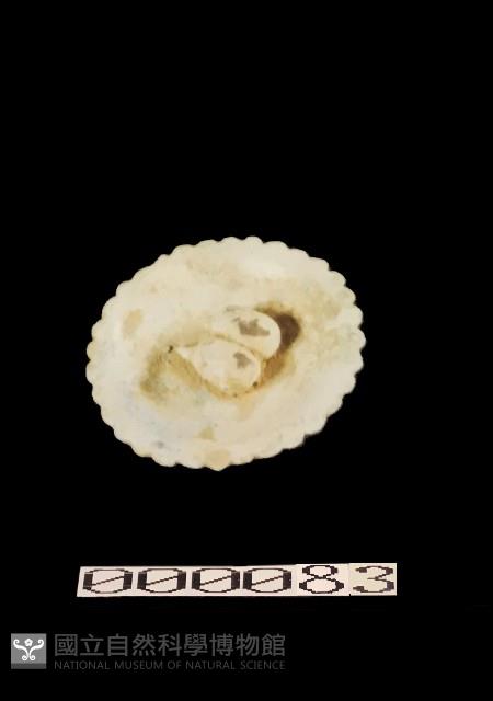 糕果盤藏品圖，第1張