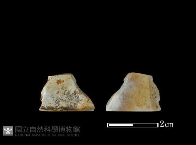 錛鑿形器藏品圖，第1張