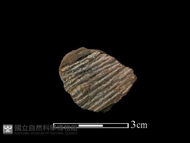 陶片藏品圖，第1張