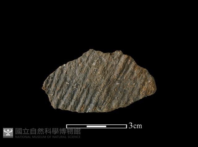 陶片藏品圖，第1張