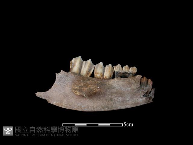 水鹿骨藏品圖，第2張