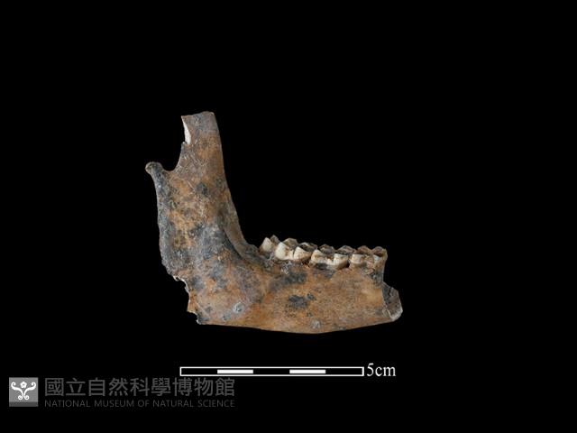 獐骨藏品圖，第2張