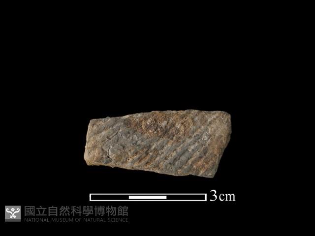 陶片藏品圖，第1張