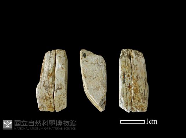 錛鑿形器藏品圖，第1張
