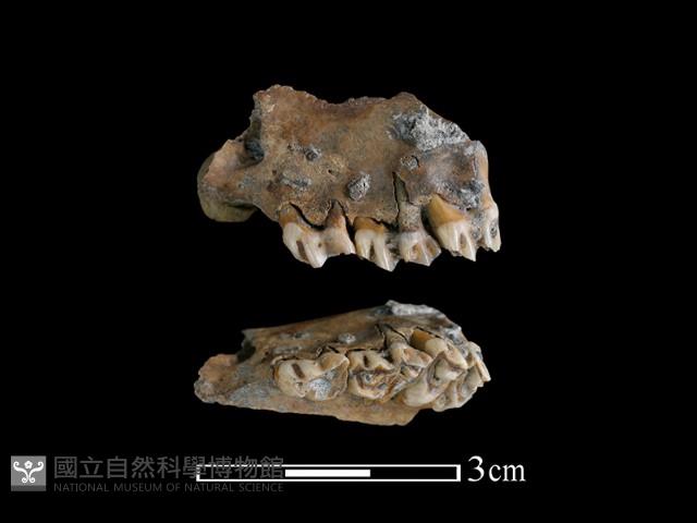 獐骨藏品圖，第1張