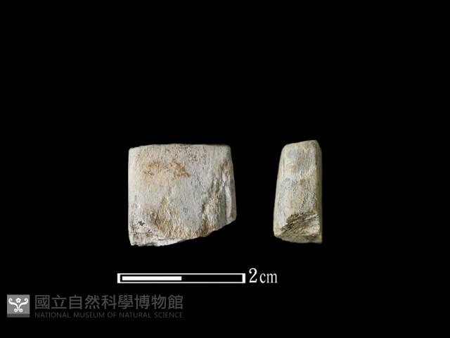 Accession Number:AHR232-2017-133 Collection Image, Figure 2, Total 2 Figures