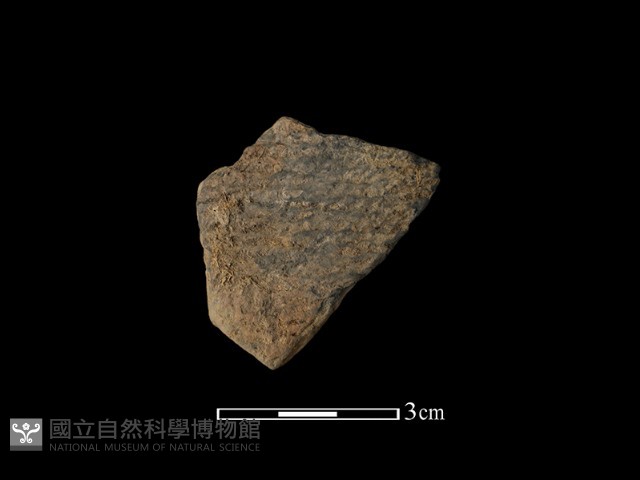 陶片藏品圖，第1張