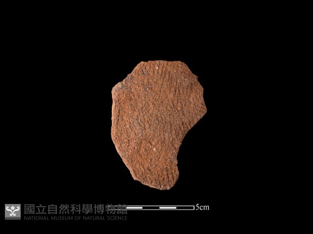 陶片藏品圖，第1張
