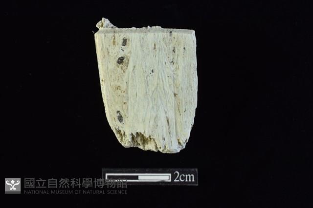 錛鑿形器藏品圖，第2張