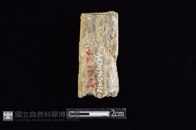 錛鑿形器藏品圖，第2張