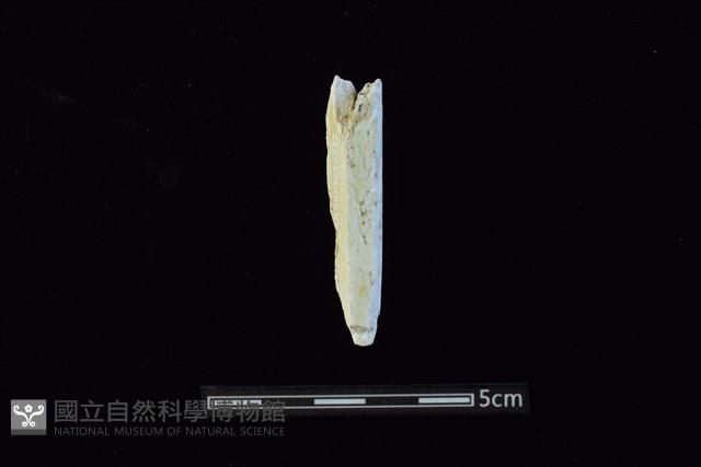 錛鑿形器藏品圖，第2張