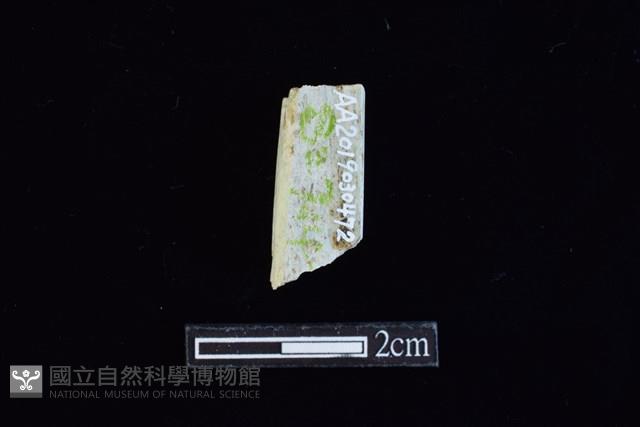 錛鑿形器藏品圖，第2張