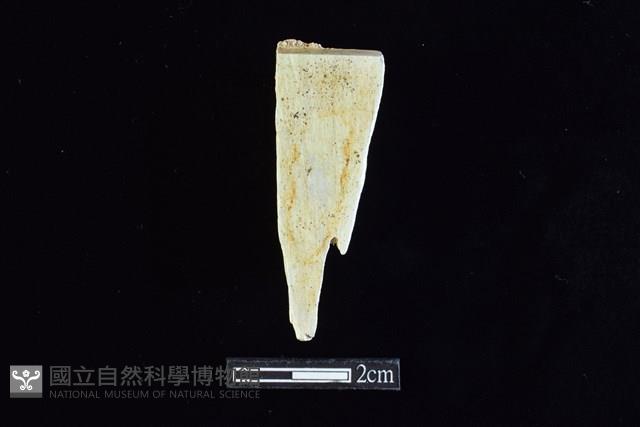 錛鑿形器藏品圖，第2張