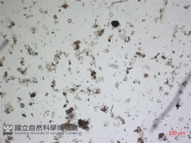 登錄號:A00004612藏品圖，第2張