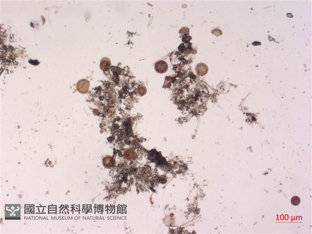 登錄號:A00004512藏品圖，第2張