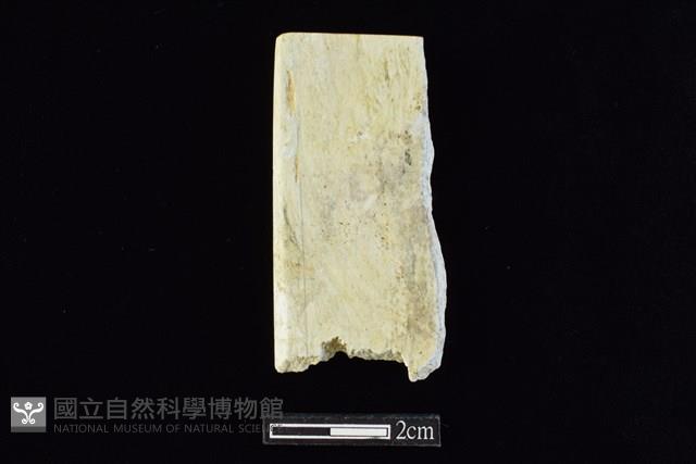 錛鑿形器藏品圖，第1張
