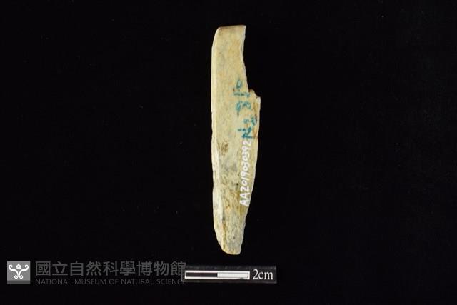錛鑿形器藏品圖，第2張