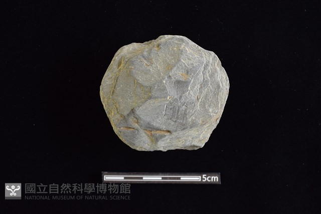 石圓片藏品圖，第1張