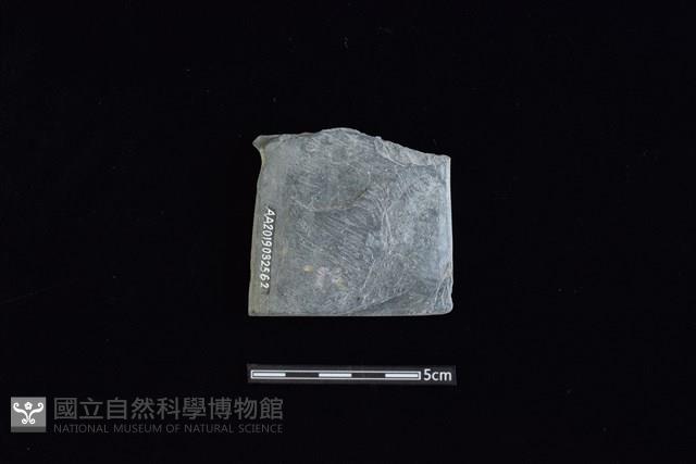 戈形器藏品圖，第1張