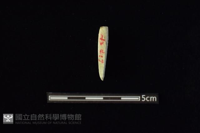 錛鑿形器藏品圖，第2張