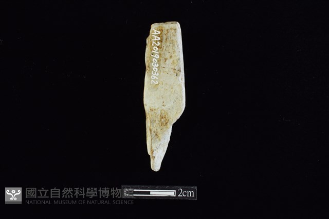 錛鑿形器藏品圖，第2張
