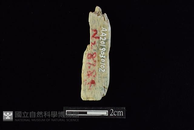 錛鑿形器藏品圖，第2張