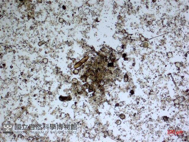 登錄號:A00004582藏品圖，第2張