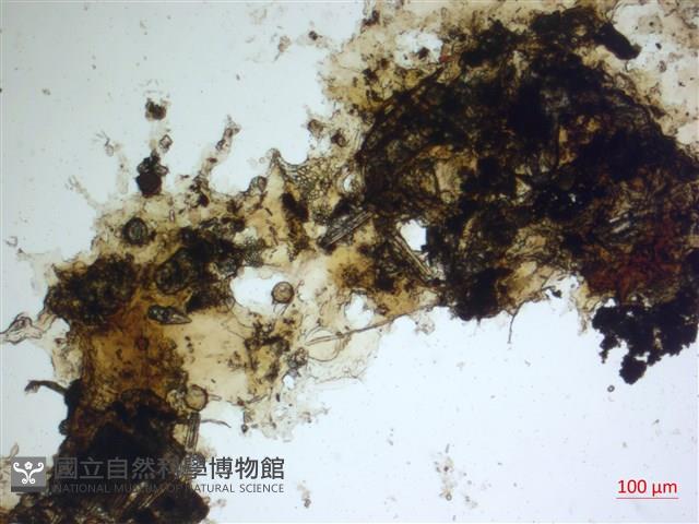 登錄號:A00004482藏品圖，第2張