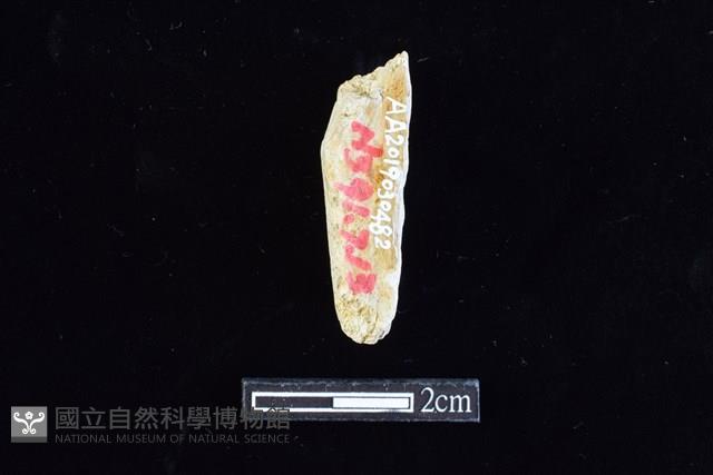 錛鑿形器藏品圖，第2張