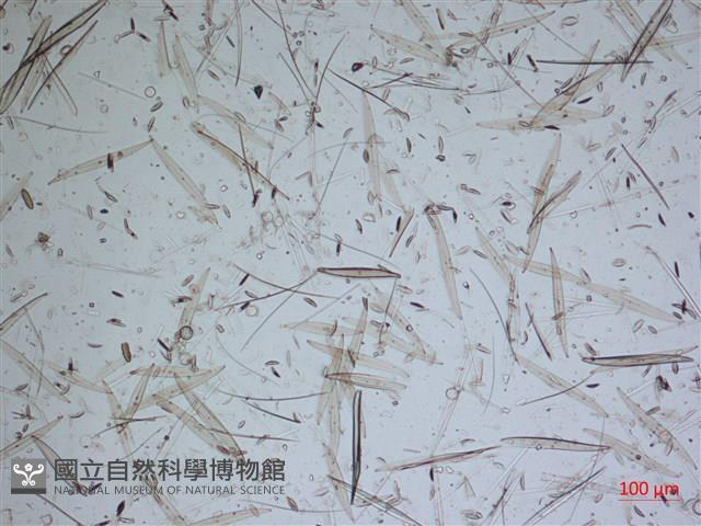 登錄號:A00004638藏品圖，第2張