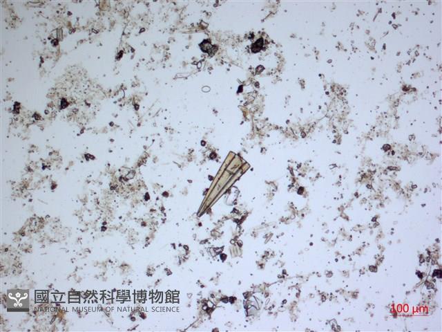 登錄號:A00004538藏品圖，第2張