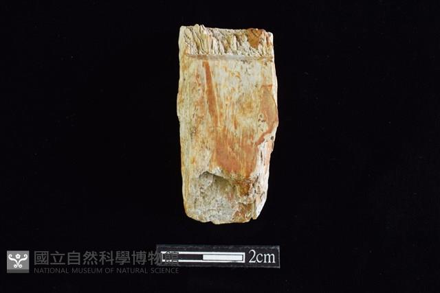 錛鑿形器藏品圖，第1張