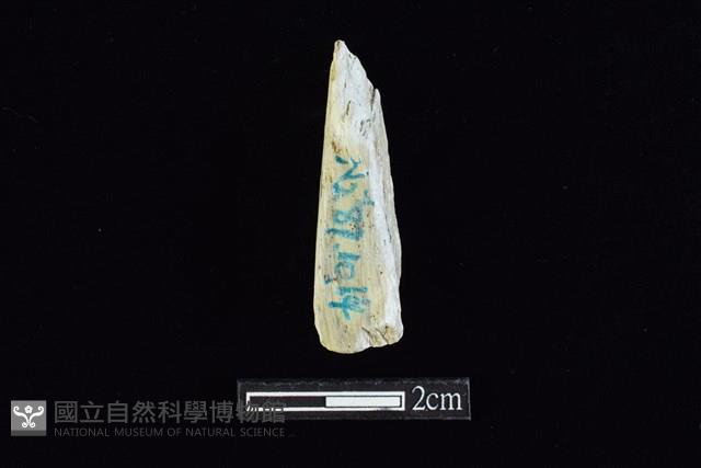 錛鑿形器藏品圖，第2張