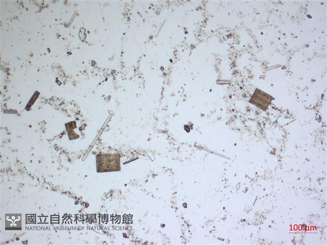 登錄號:A00004558藏品圖，第2張