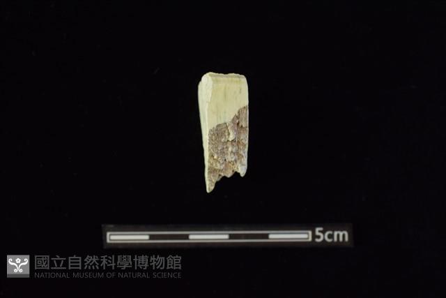 錛鑿形器藏品圖，第1張