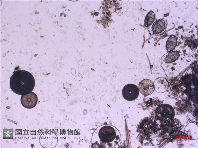 登錄號:A00004528藏品圖，第2張