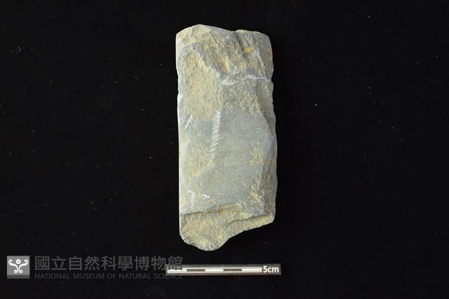 錛鑿形器藏品圖，第1張