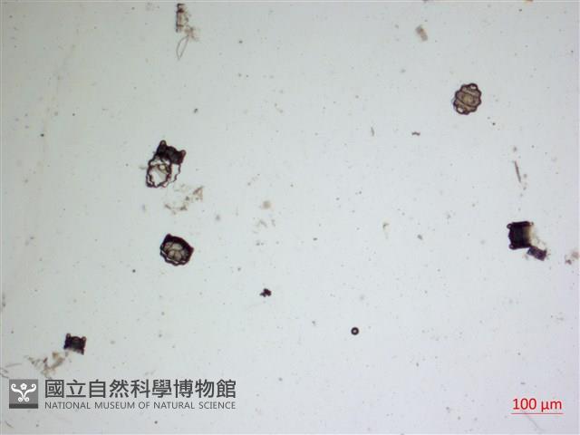 登錄號:A00004478藏品圖，第2張