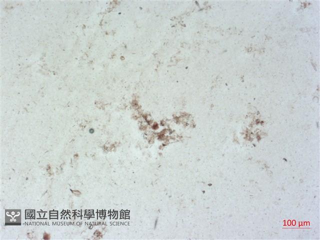 登錄號:A00004518藏品圖，第2張