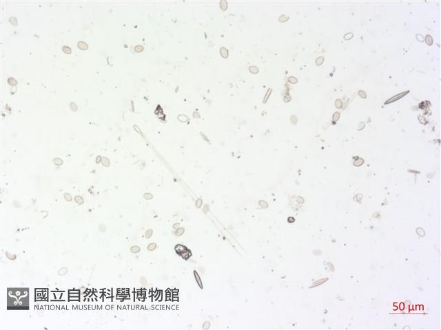 登錄號:A00004498藏品圖，第2張