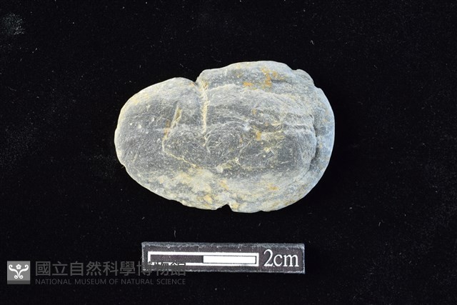 網墜藏品圖，第1張