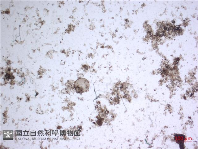 館號:A00004648藏品圖，第2張