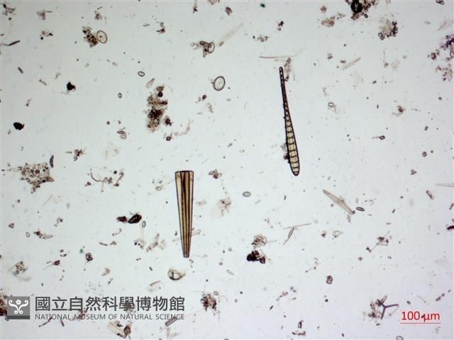 登錄號:A00004548藏品圖，第2張