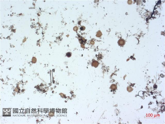 登錄號:A00004508藏品圖，第2張