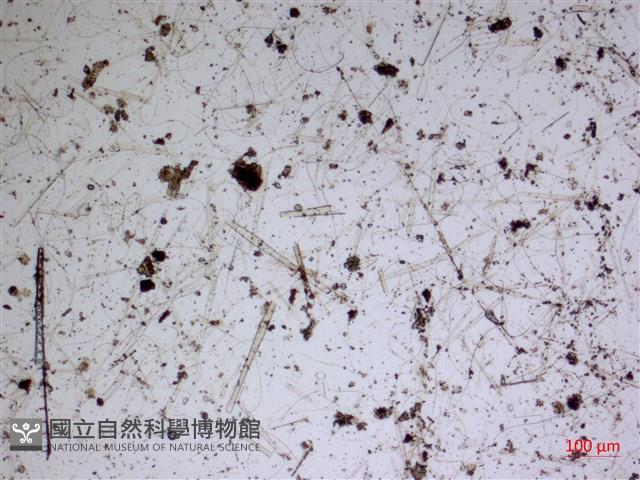登錄號:A00004588藏品圖，第2張