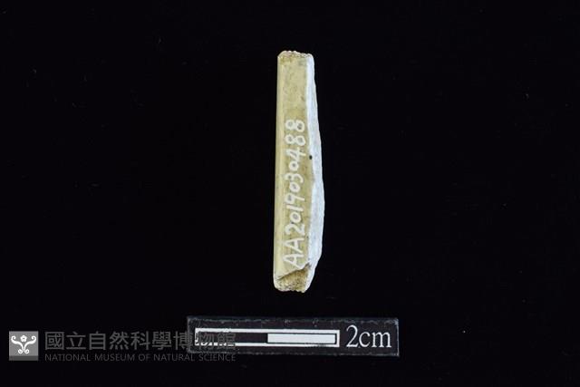 錛鑿形器藏品圖，第1張