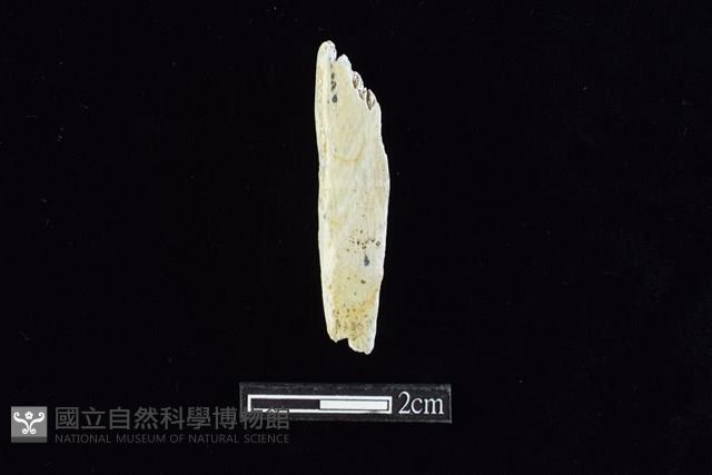 錛鑿形器藏品圖，第1張