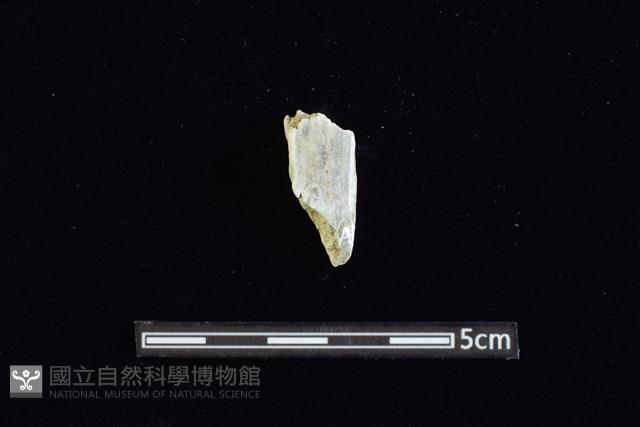 錛鑿形器藏品圖，第1張