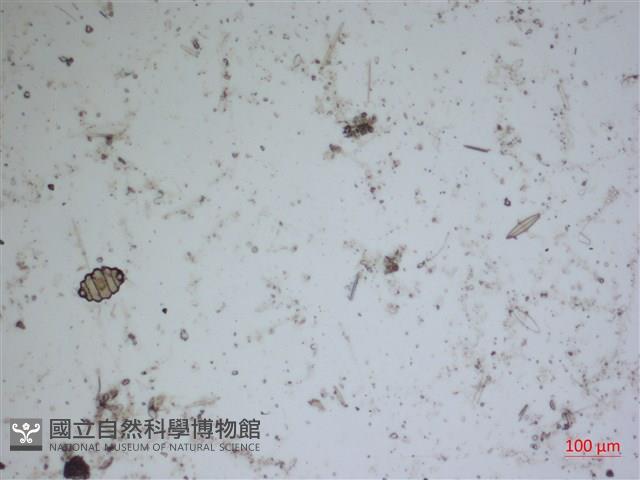 登錄號:A00004559藏品圖，第2張